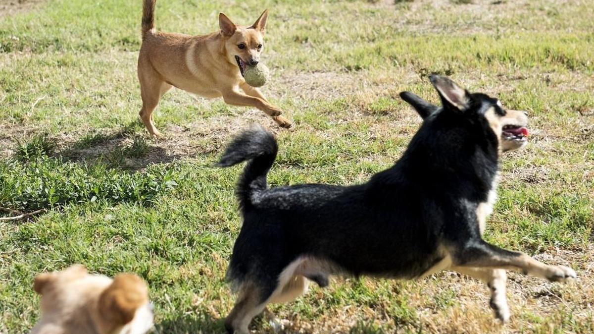 Dogs play with a ball outside at Stanislaus Animal Services in Modesto on Oct. 13.