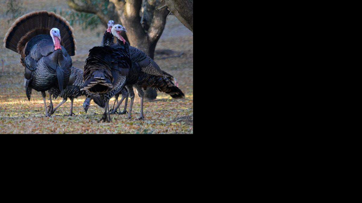
In observance of Thanksgiving Day, The Modesto Bee asked its readers, via Facebook, what they are thankful for this year. 
