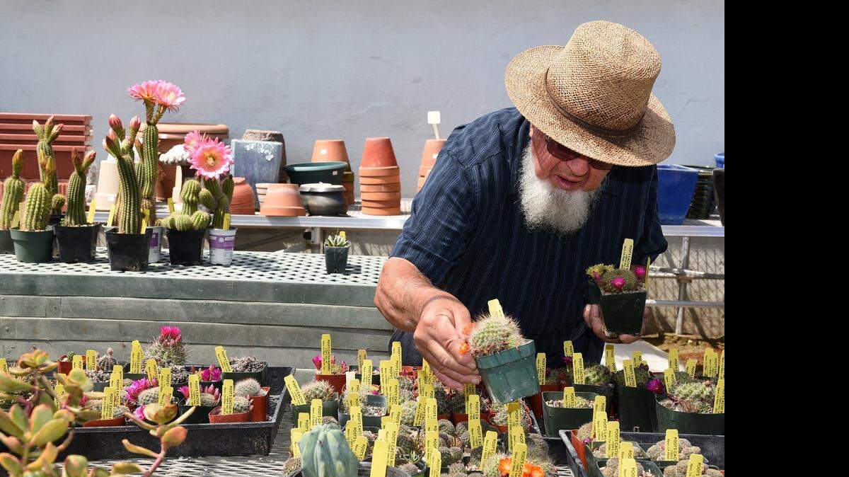 
David Switzer of Modesto selects plants last week at Poots Cactus Nursery in Ripon.
