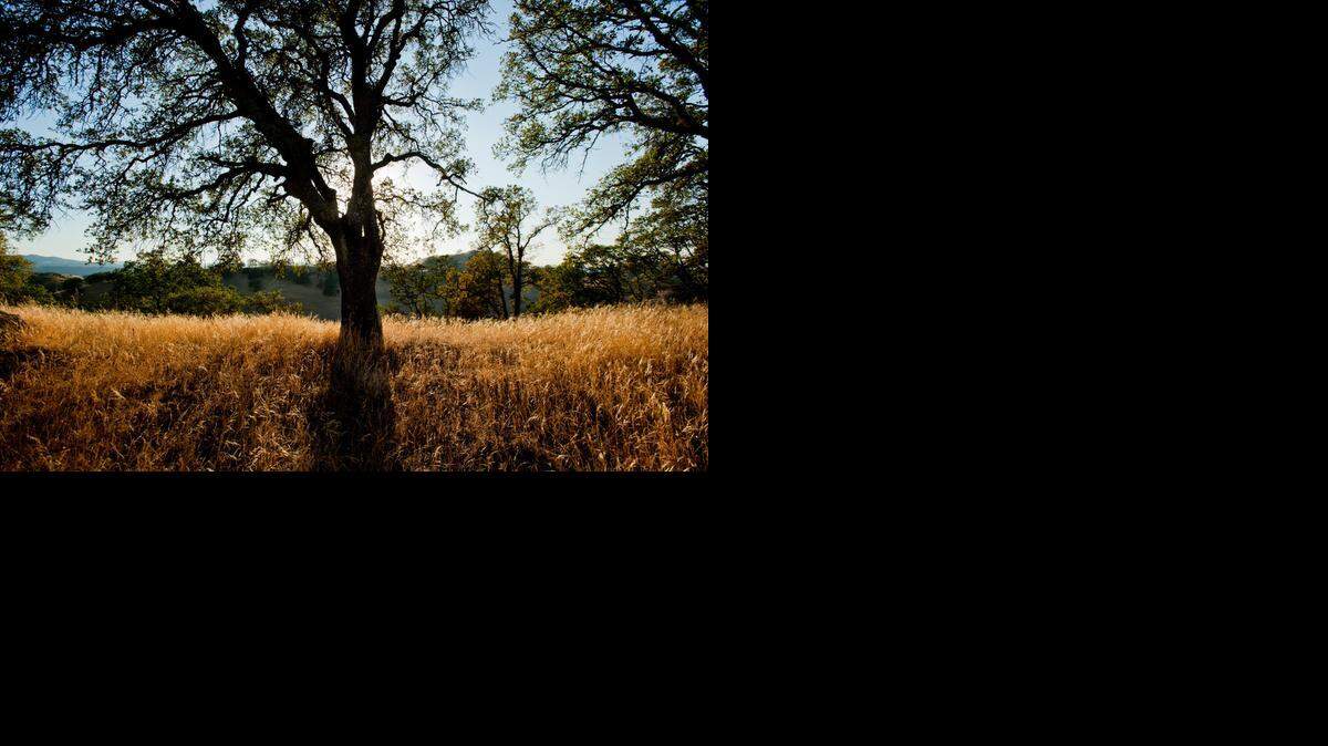 
Ridge Trail at Shell Ridge Open Space in the middle of Walnut Creek is an example of preserved rangeland. The state Air Resources Board is considering allowing preservation of range to be financed by the purchase of carbon credits. 
