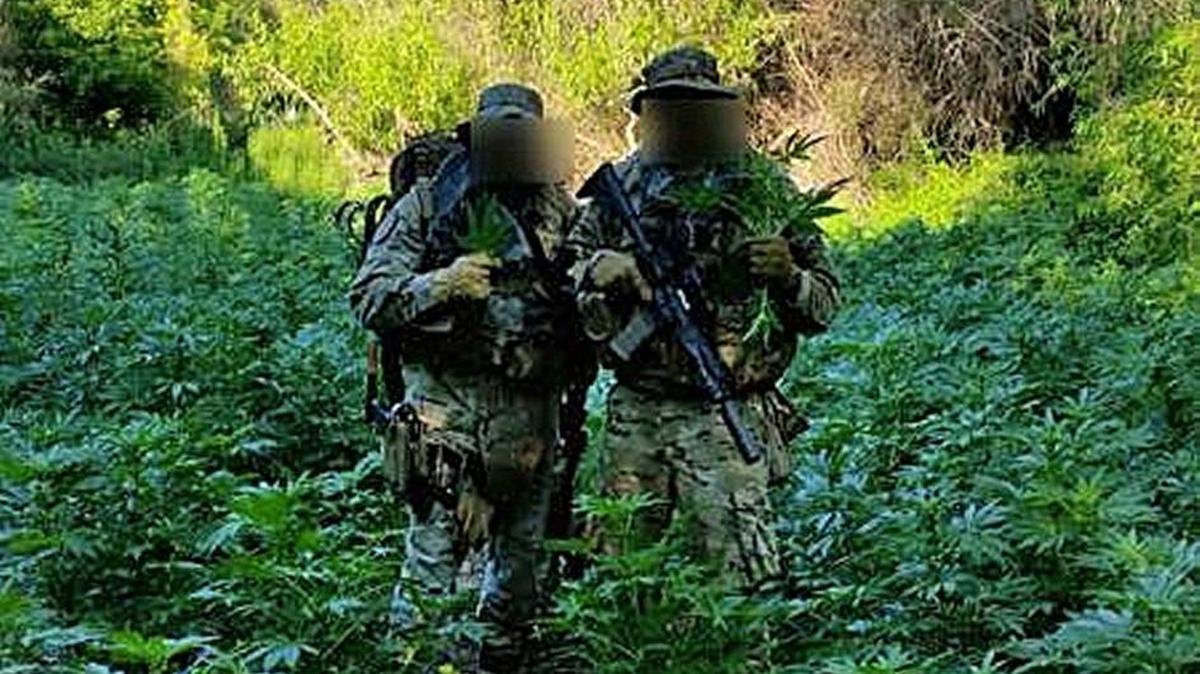 The Stanislaus County Sheriff's Department assisted the California Department of Fish and Wildlife in eradicating 20,000 marijuana plants near the San Joaquin River near Patterson, Calif. Five people were arrested and nearly 20,000 plants were removed.