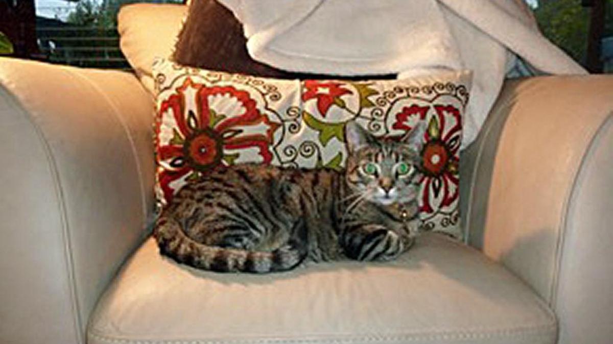 Aglaia Cardona's cat, Iris, who was inside the veterinarian's RV when it was stolen in Modesto.