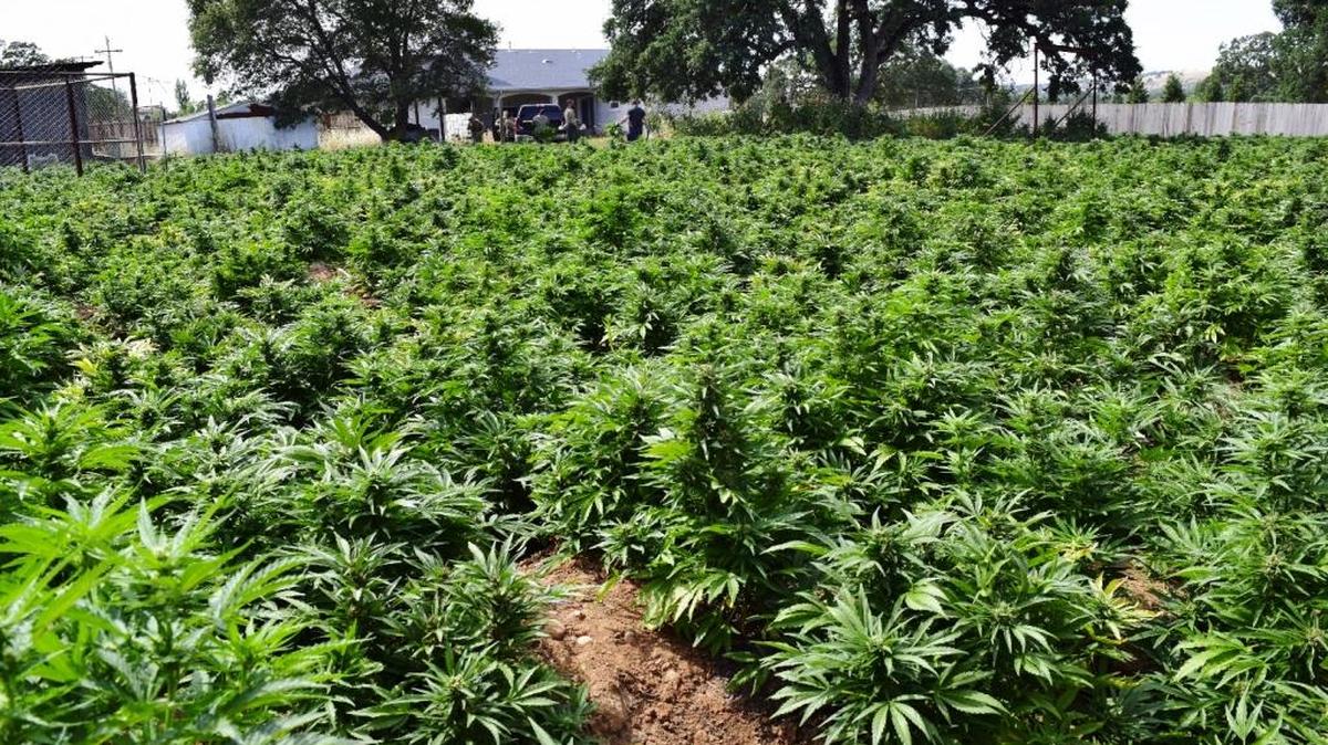 On Wednesday, May 24, 2017, in the 10000 block of Scenic Valley Road in Jenny Lind, Calaveras County Sheriff's Department deputies served a search warrant at a property that had a large outdoor and small indoor operation. Sgt. Anthony Eberhardt said 7,589 pot plants and 300 pounds of processed marijuana were seized.