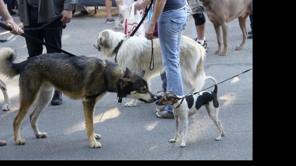 
In July 2014, dogs greet other dogs as they attend with their owners an informative Dog Walker Watch meeting at the Modesto Dog Park on how to effectively observe and report crime while walking your dog.
