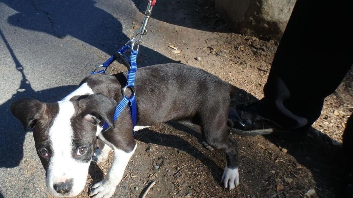 Sonora resident Bruce Adams faces a felony charge of animal cruelty, accused of trying to kill this pit bull puppy in Woods Creek Rotary Park in Sonora on Friday.