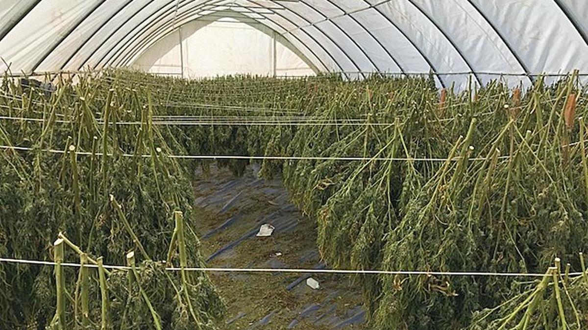 Nearly 3,000 growing marijuana plants and thousands of pounds of drying and processed marijuana was seized from a remote Calaveras County location near Copperopolis in early October, according to the Calaveras County Sheriff's Department.