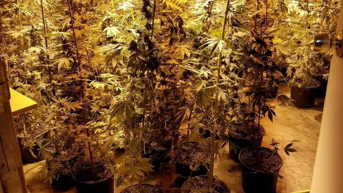 Dos Palos police made one arrest after finding a large marijuana operation in the 1300 block of Ida Street on Tuesday, June 28, 2016.