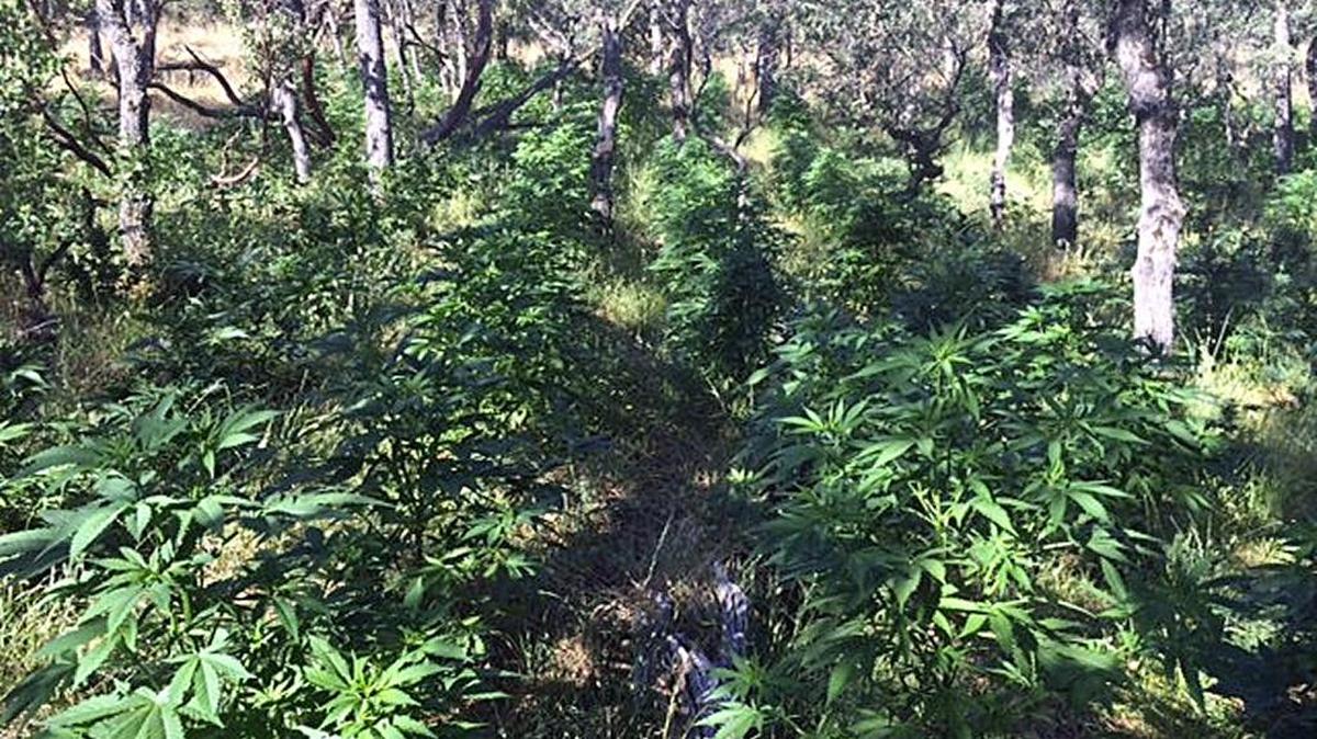 A marijuana grove from Copperopolis and Valley Springs, according to the Calaveras County Sheriff's Office.