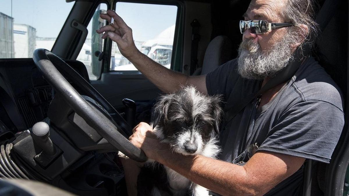 
Trucker Elliot Wilson of Modesto and dog Peichue stop for fuel at Love’s Truck Stop in Ripon on Wednesday. Learning of the bribery case, Wilson, who’s been driving since 1994, said, “I think it’s wrong, No. 1, and No. 2, it’s dangerous.”
