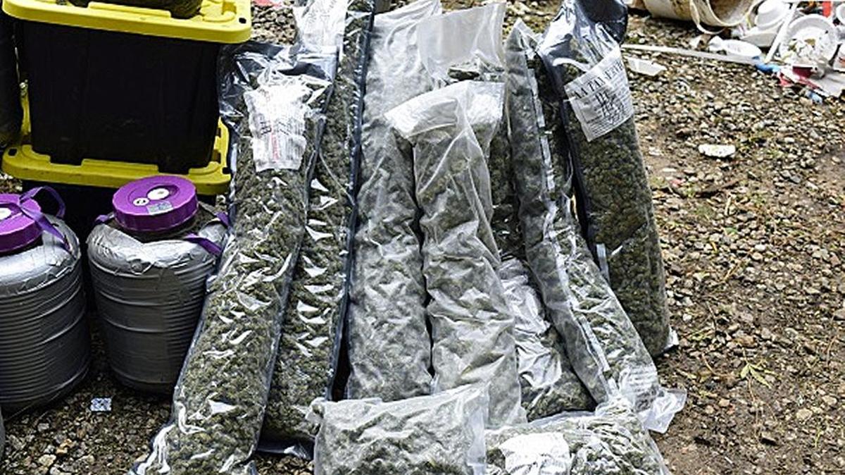 About 7,700 pounds of marijuana and other substances were seized and destroyed or taken as evidence in a pot bust in Calaveras County in October 2016.
