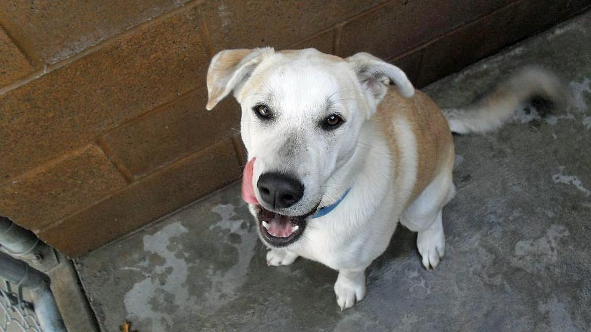 This dog was abandoned by his owner in a vehicle involved in a police chase.