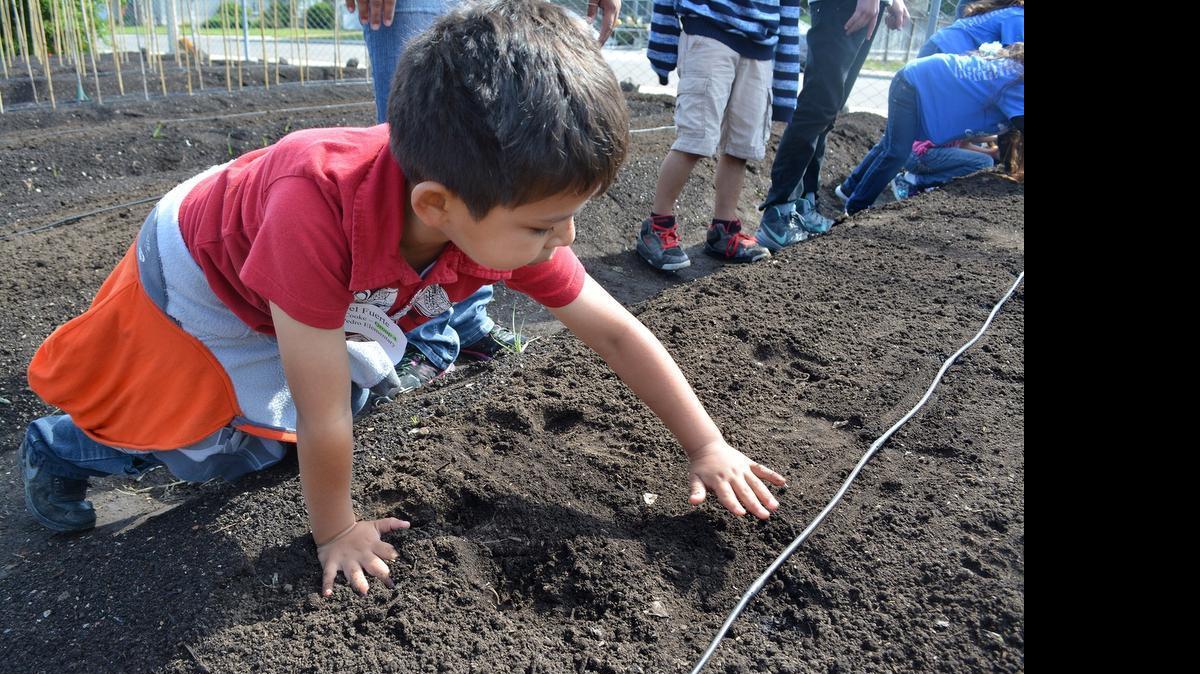 
Don Pedro Elementary first-grader Joel Fuerte plants a seed at the Blaker-Kinser Junior High farm in Ceres during a walking field trip Don Pedro PTA volunteers helped chaperone.
