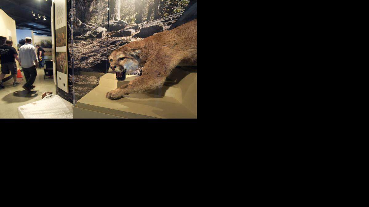 
Workers finishing the dioramas and exhibits at the Great Valley Museum pass the mountain lion exhibit in the Modesto Junior College Science Community Center on Wednesday, Jan. 7, 2015.
