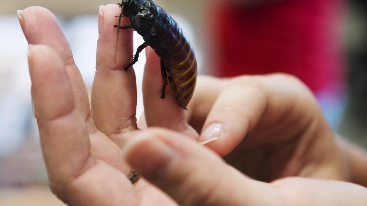 Jeffery the hissing cockroach, a species from Madagascar, gets to explore a little during Science Day at California State University, Stanislaus, in Turlock in 2014.