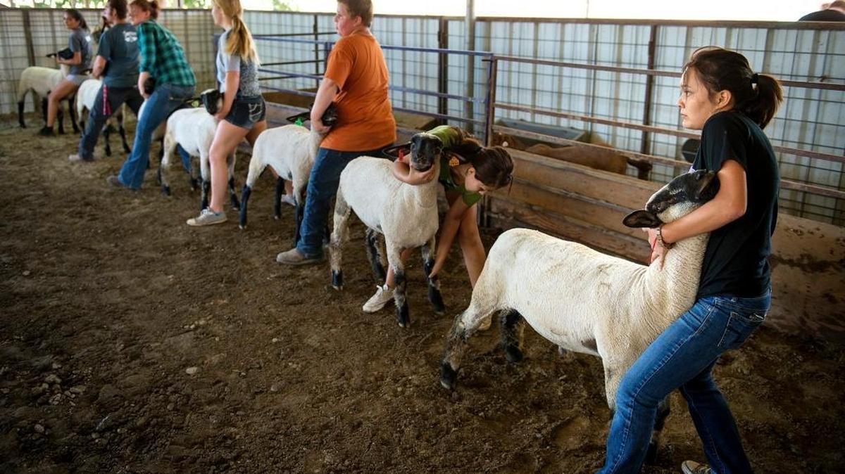 Johansen FFA students, including Alondra Servin, right, practice showing their market sheep in preparation for the Stanislaus County Fair at Johansen High School in Modesto in 2014.