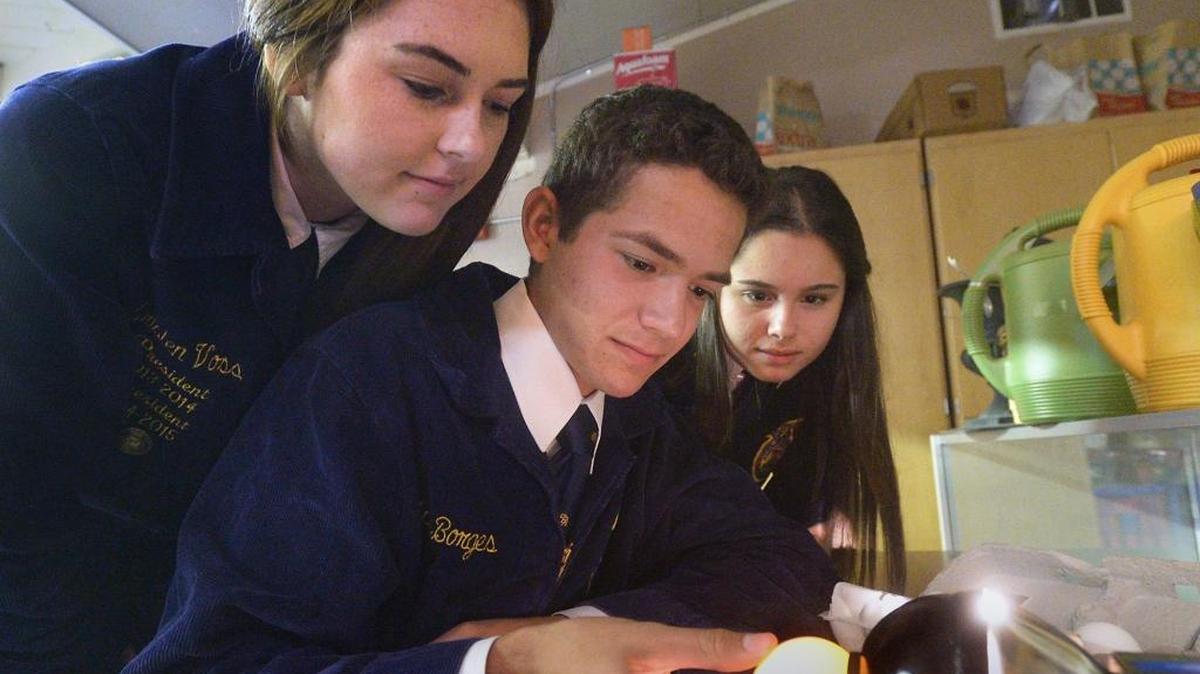 Three of the members of the winning Hughson FFA team, Kristen Voss, 17, Mark Borges, 16, and Madelyn Vaca, 16, candle an egg. The Hughson High School FFA poultry judging team placed first in a national competition late last year.