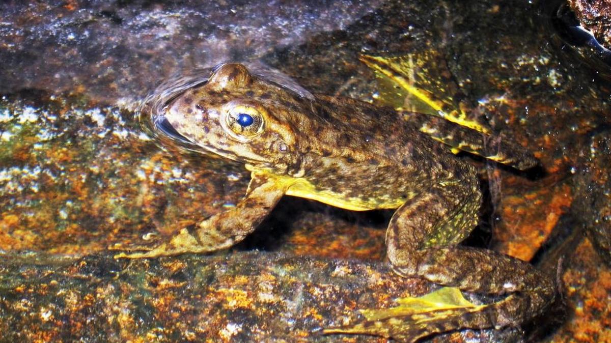 Sierra Nevada streams and the life therein, such as this mountain yellow-legged frog, will be the topic of Megan Layhee, aquatic biologist for the Central Sierra Environmental Resource Center, on Wednesday at the Modesto Junior College Science Colloquium.