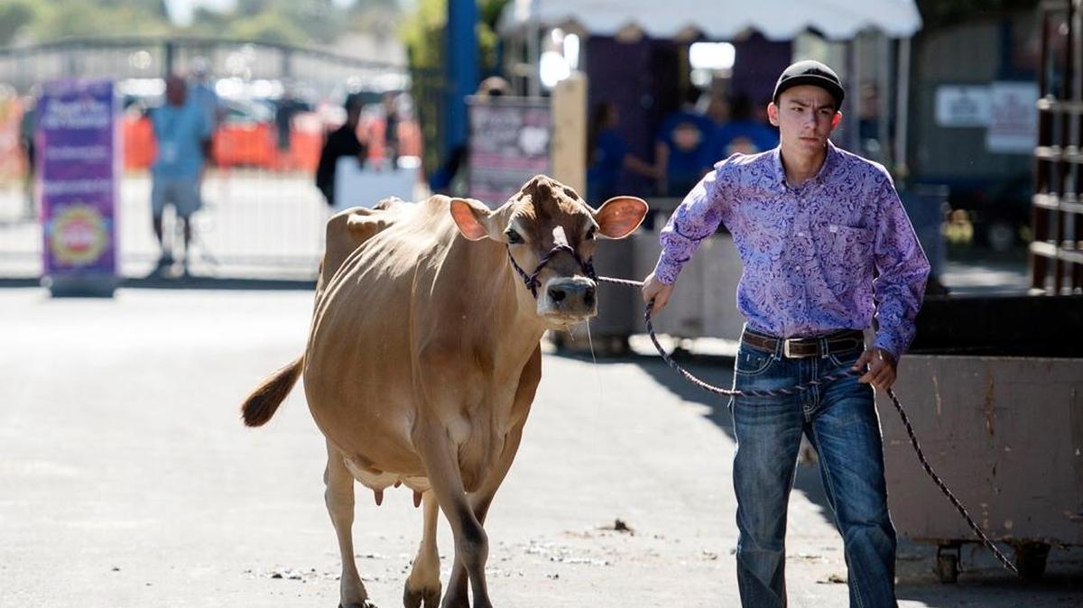 Turlock FFA member Kyle Silva walks his dairy cow at the Stanislaus County Fair in Turlock, Calif., on Friday, July 8, 2016.