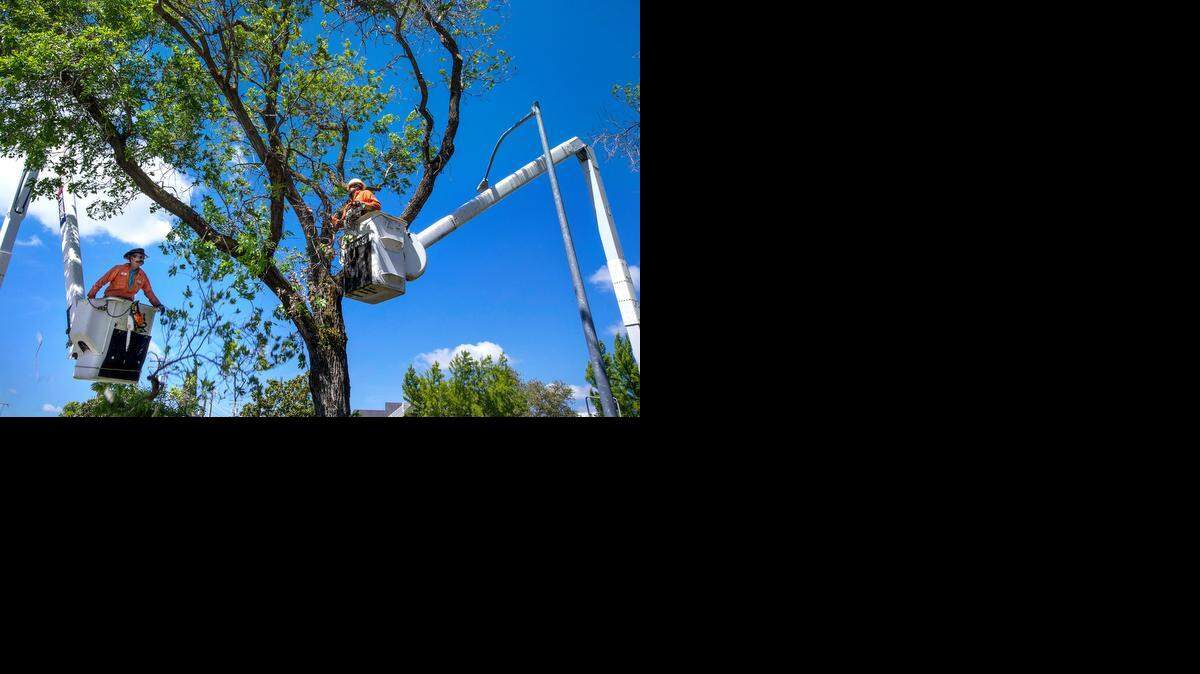 
Modesto residents will see a lot more tree trimming and planting, as the city’s community forestry division gets an infusion of money and additional staff.
