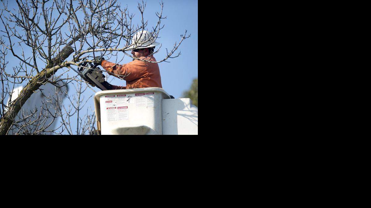 
City tree trimmer Larry Montez trims Marshall ashes along Hamble Lane in Modesto on Jan. 13. Modesto has stabilized funding for community forestry and hired more workers. 
