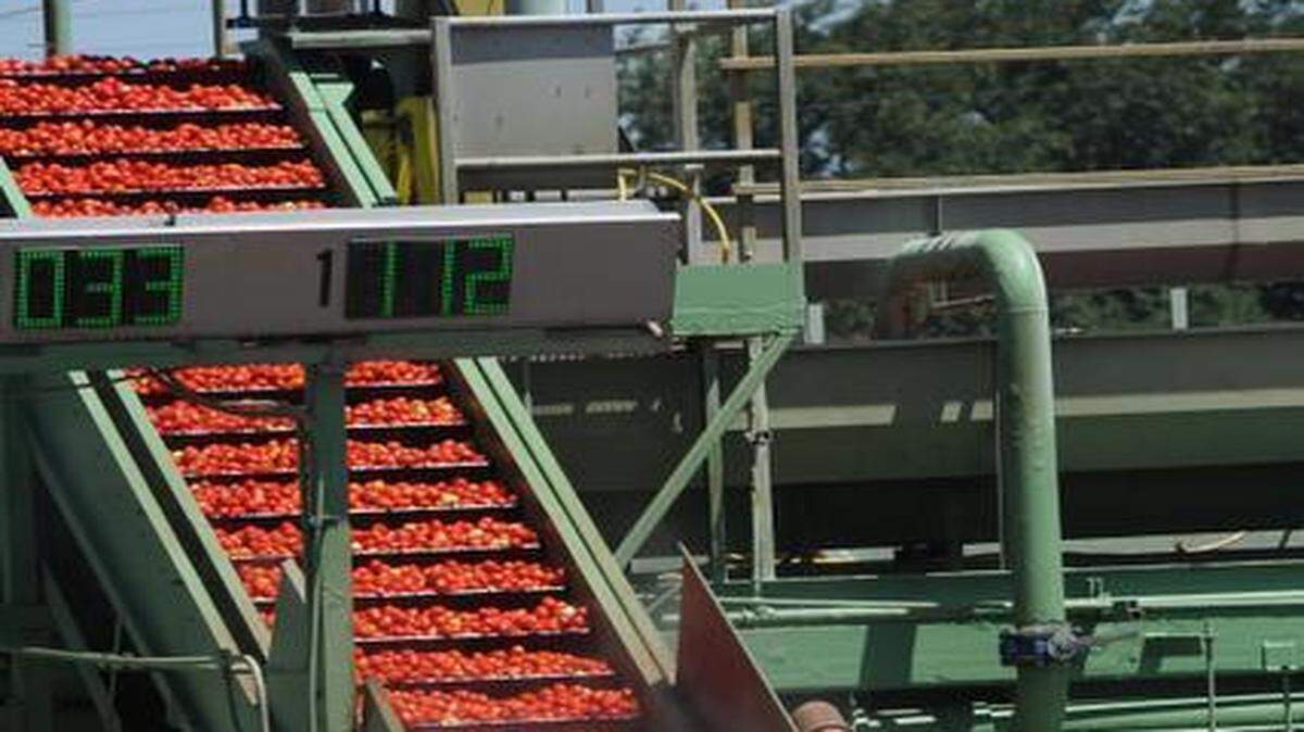 
Tomatoes on a conveyor belt in July 2012 at Stanislaus Food Products in Modesto.
