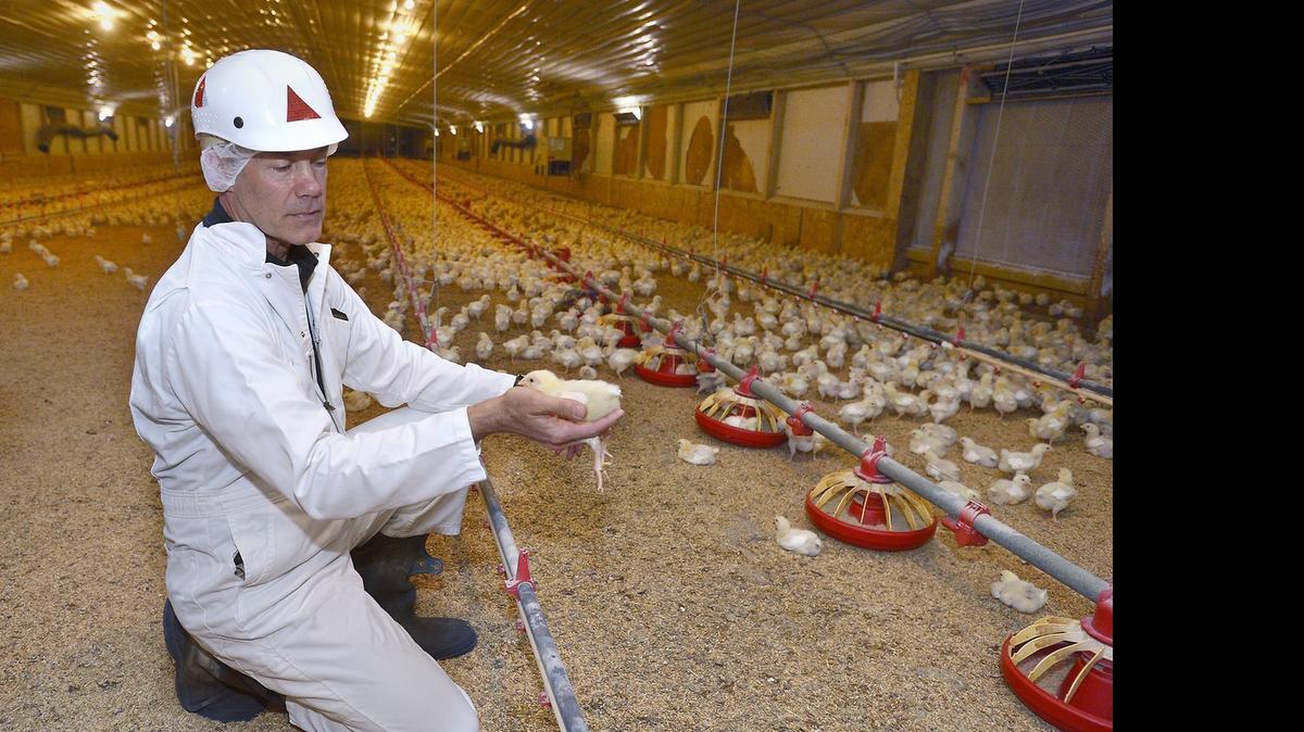 
Robert O’Connor, holding a 9-day-old broiler chick at a Foster Farms chicken ranch in Atwater, led efforts to bolster safeguards against salmonella.
