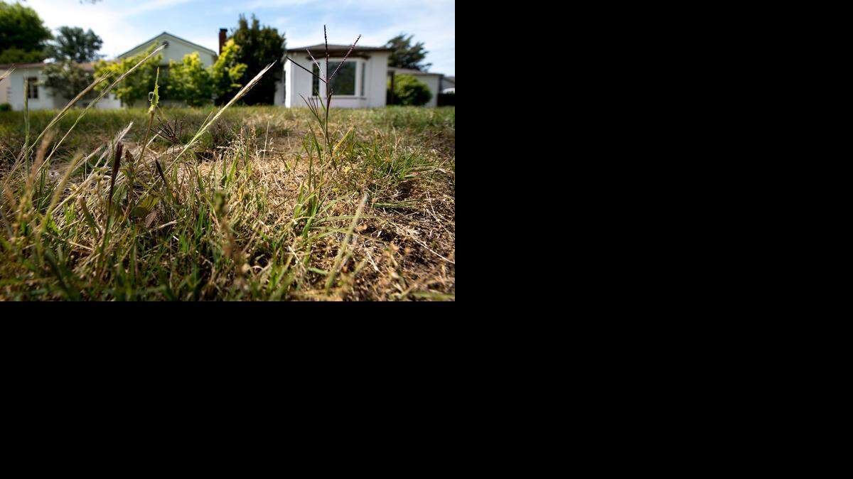 
Modesto will ask for more restrictions on watering lawns to help achieve a 35 percent reduction in water use. 
