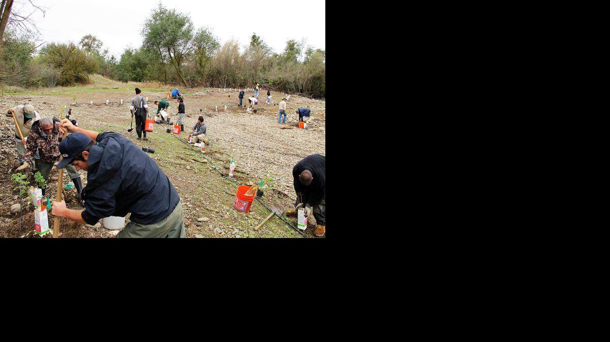 
Workers with Fishbio, an Oakdale firm that does fisheries research and conservation projects, used heavy machinery to lower the level of the island at Honolulu Bar, allowing water to flow over it. Non-native vegetation was removed and box elders, willows and cottonwoods planted to shade the river and support insects that fish eat.

