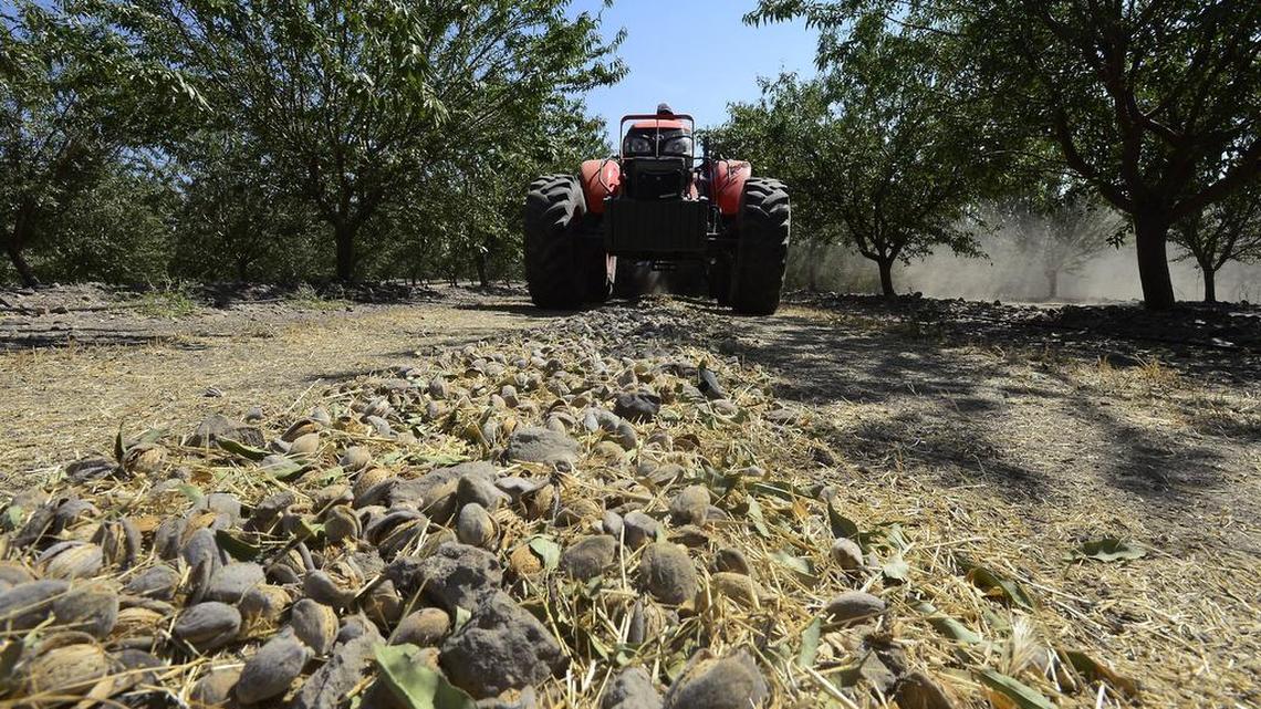 A harvester picks up almonds in Trinitas Farming orchards in 2014. Trinitas has over 7,000 acres of almonds around Oakdale.