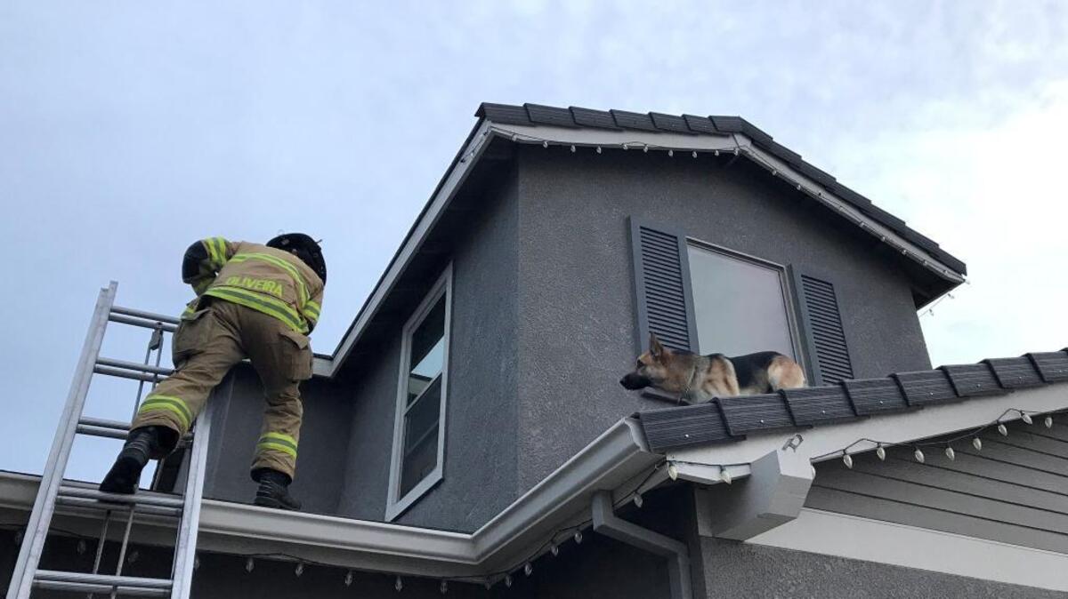 Stanislaus Consolidated Fire Protection District engineer Kyle Oliveira approaches the stranded German shepherd on the roof of a home in Oakdale on Wednesday, April 5.