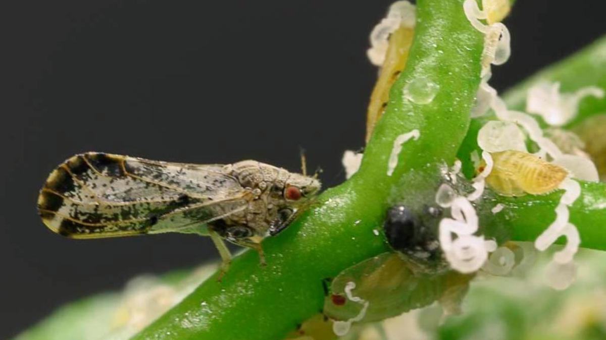 The Asian citrus psyllid can carry an incurable disease called huanglongbing, also known as citrus greening.