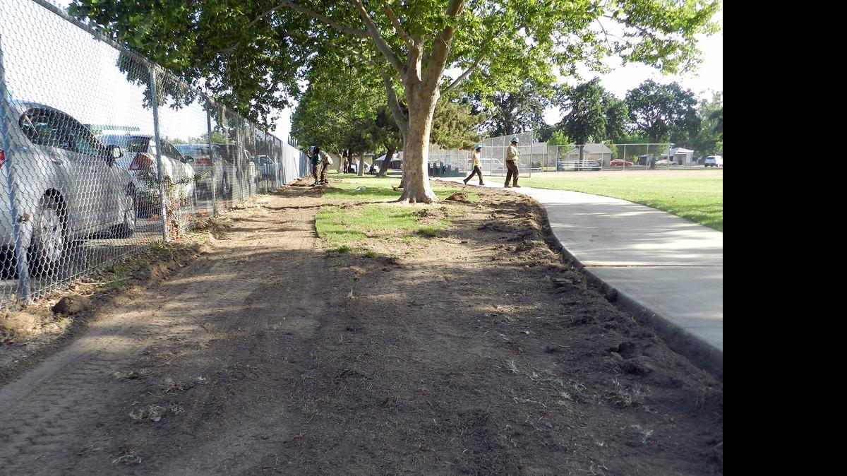 
A strip of turf, roughly a third of an acre, is replaced Tuesday with bark and drip irrigation for trees at Garrison Park in Modesto. It’s one of many water-saving projects Modesto has planned for city parks. 

