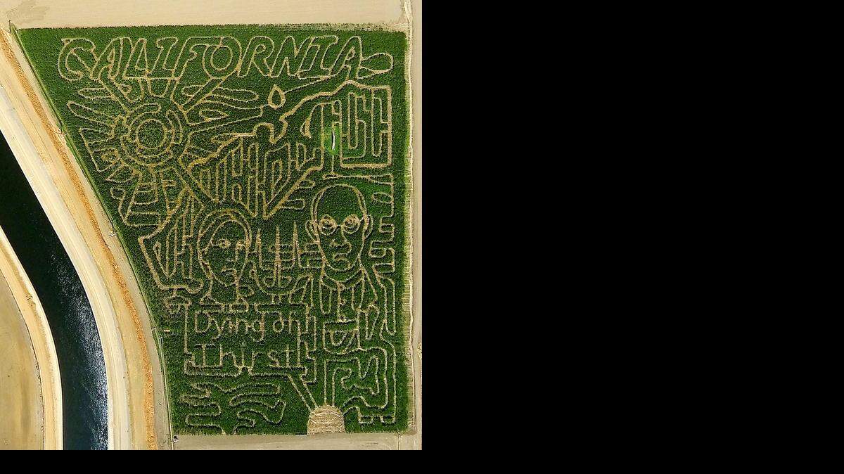 
 “California ... Dying of Thirst” is the 2014 theme for the 12th annual corn maze at Fantozzi Farms in Patterson. This year they had to cut back to 13 acres because of the water shortage. They will be open through Oct. 31, 2014.
