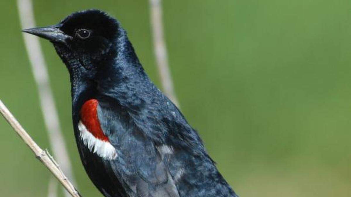 
A federal program aims to rebuild populations of the tricolored blackbird by paying Central Valley farmers to delay harvesting of certain feed crops in spring. The birds nest in the crops because most of their natural habitat is gone.
