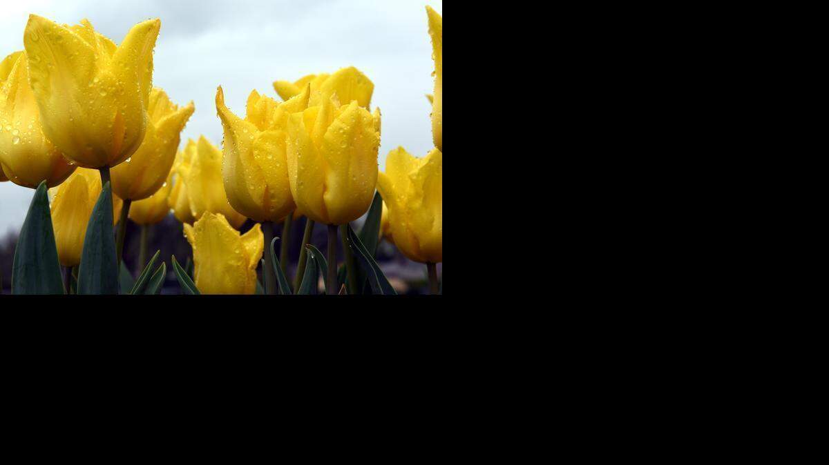 
Tulips, drenched by the rain in Modesto last month, could be in for another dousing Monday and Tuesday.
