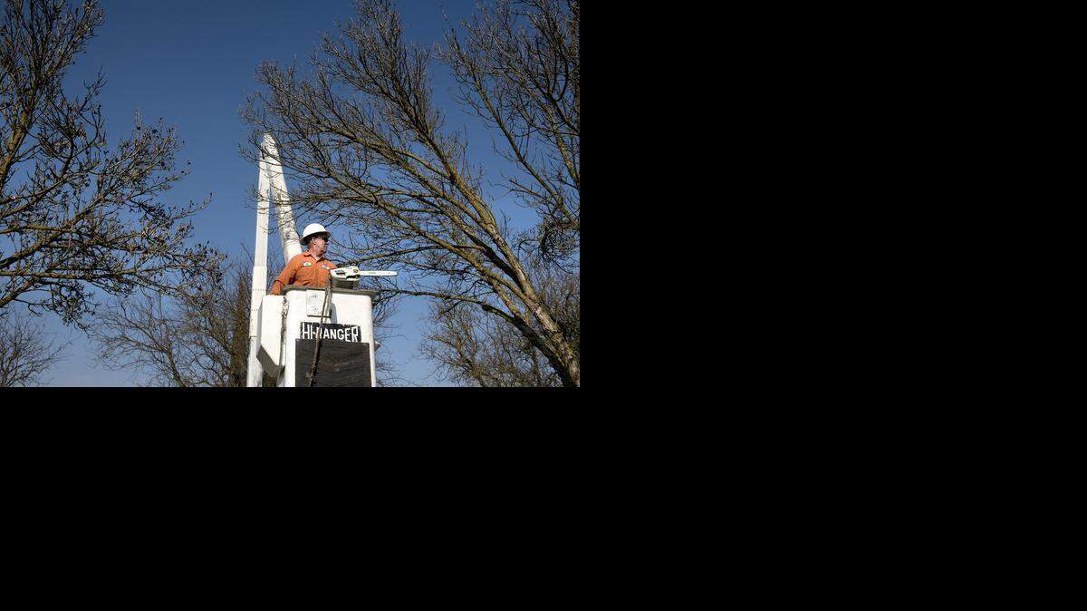 
City tree trimmer Rob Robinson cuts back Marshall ash trees along Hamble Lane in Modesto on Tuesday.
