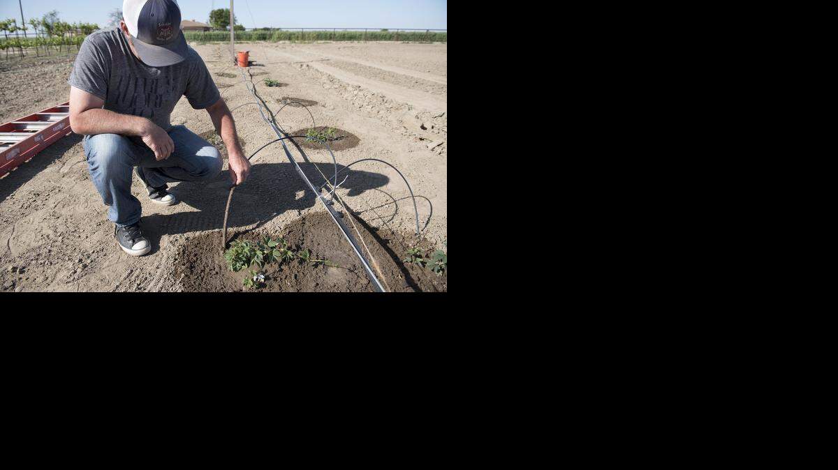 
Tom Lucas plans to grow 3 acres of hops and half the wheat needed to start brewing beer at his dairy farm.
