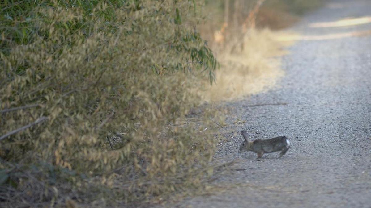An endangered riparian brush rabbit scurries across the gravel road at the San Joaquin River National Wildlife Refuge.