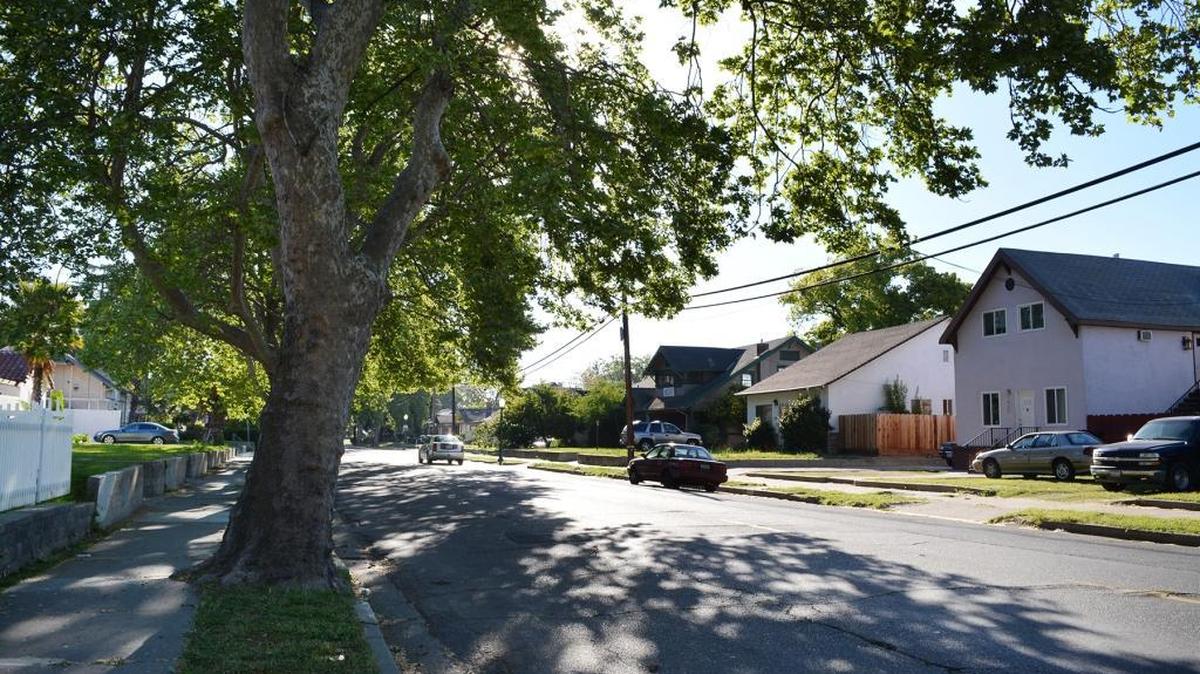 The two-lane residential section of West Main in Turlock is oddly asymetrical in its landscaping, with 26 venerable old sycamores shading the northern sidewalk, bare grass along the south side, on March 30, 2016.