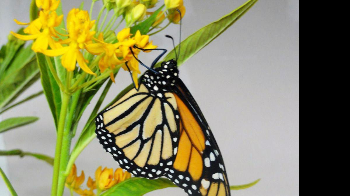 
The Stanislaus County Fair will add two new exhibits this year. The interactive Butterfly Discovery Center and the brilliantly entertaining Mind Works Exhibit.
