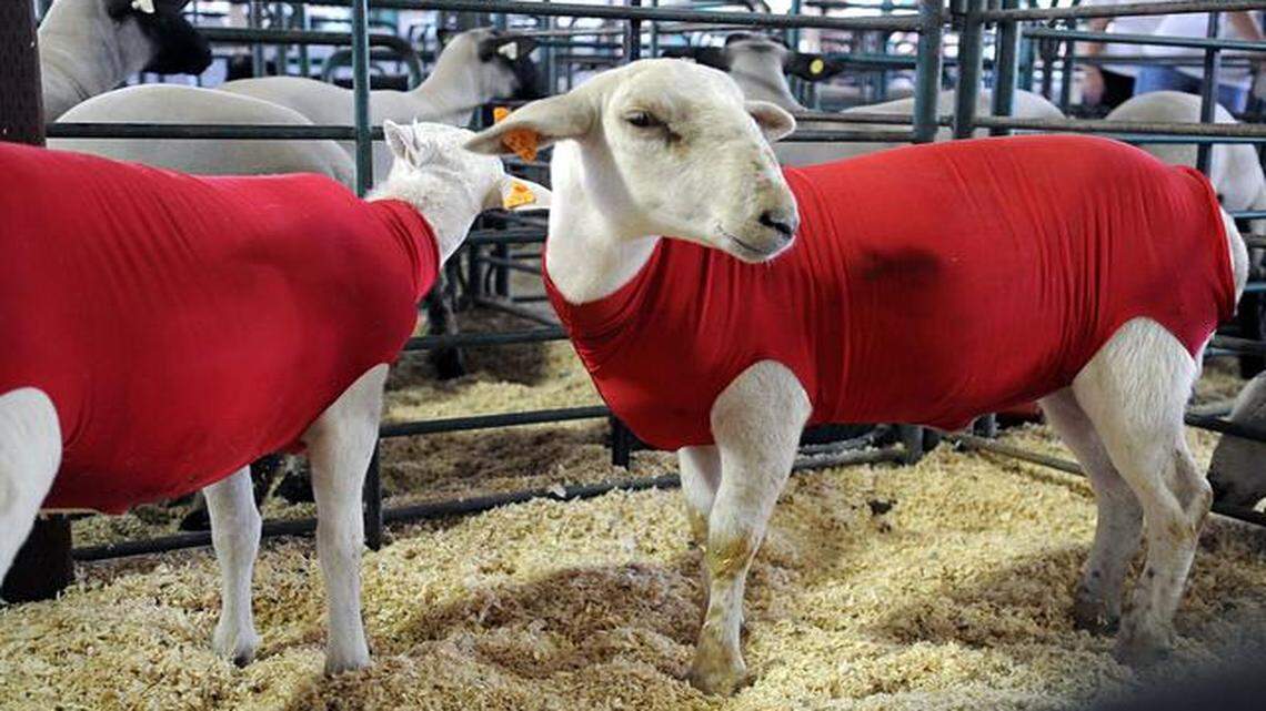 
It was announced tbis week that a $250,000 donation from Associated Feed & Supply Co. will upgrade the livestock area of the Stanislaus County Fair.
