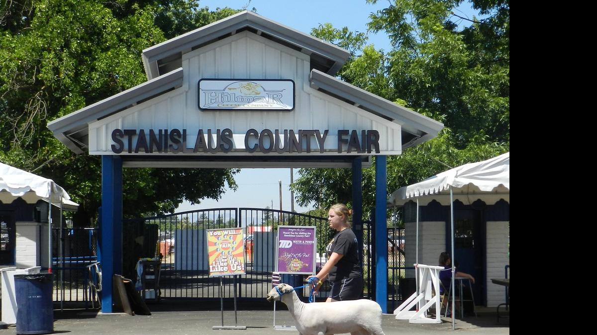 
In July 2013, Kyleigh Hamilton of the Waterford FFA walks her lamb Cavella past the entrance gates of the Stanislaus County Fair.
