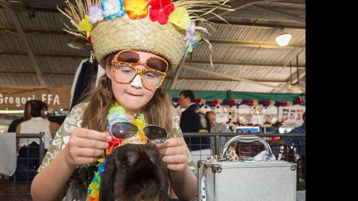 
Oakdale resident London Ringeisen, 11, and her Holland lop compete in the Jr. Rabbit Dress Up competition during the Stanislaus County Fair in Turlock earlier this week. Ringeisen, a member of the Orange Blossom 4-H, has had her rabbit, Eugene, since Feburary 2014. Ringeisen won the competition.
