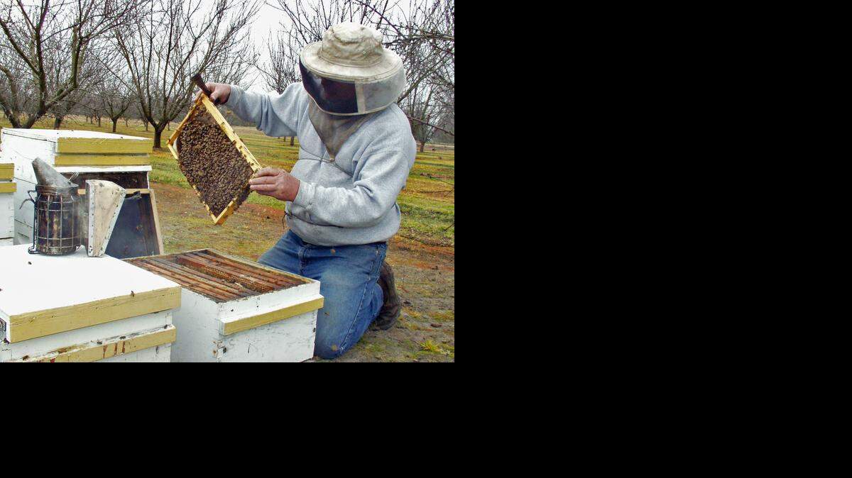 
In this 2007 photo, Hughson-area beekeeper Orin Johnson inspects one of his colonies about a week before the bees started pollinating almond orchards.
