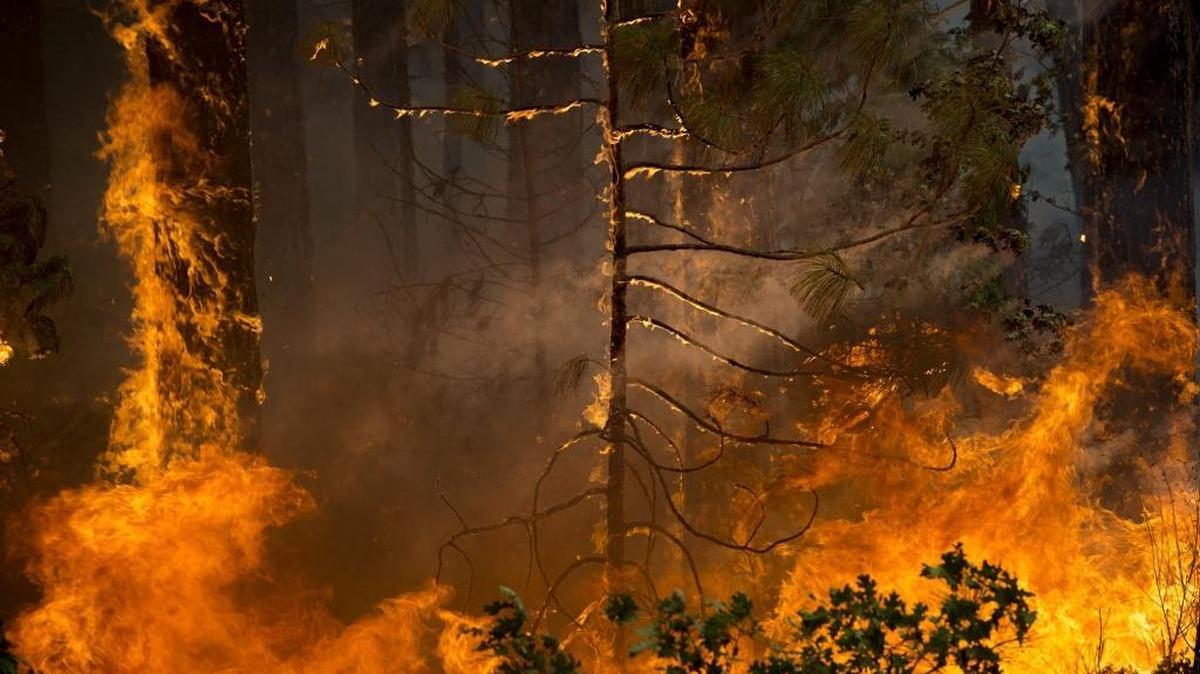 Fire rages out of control in the Stanislaus National Forest in August, 2013