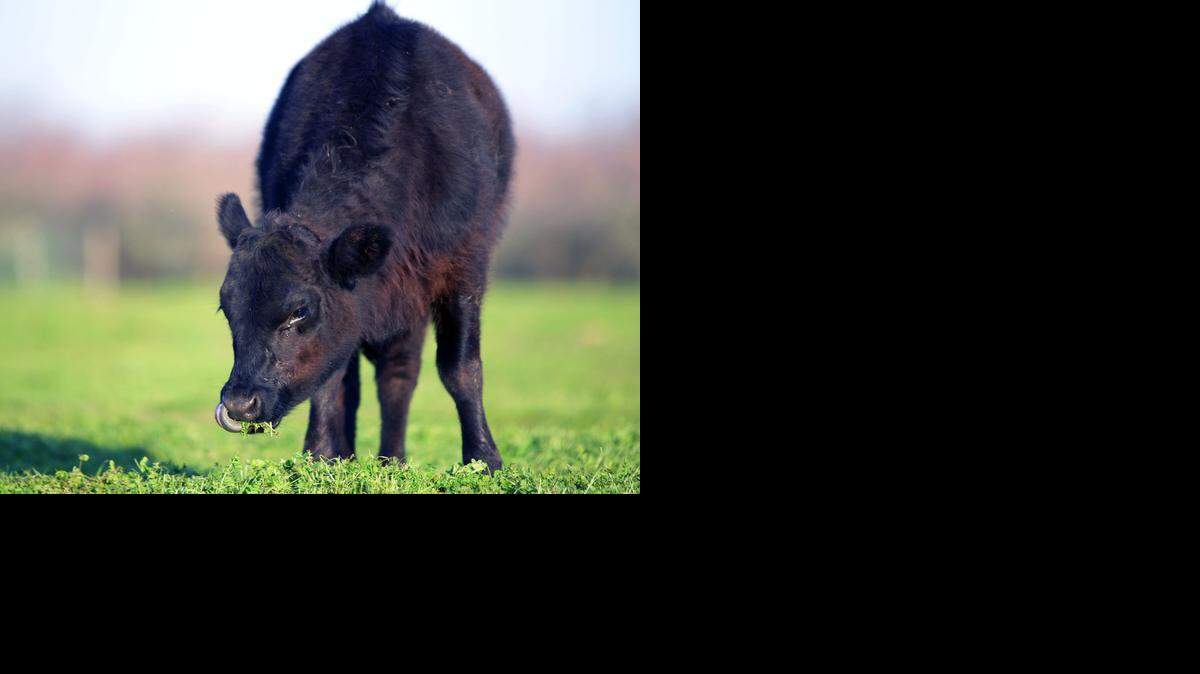 
An angus calf grazes on lush green grass just off Claribel Road on Friday. The abundant rain in December brought new growth to rangeland that has suffered badly in three years of drought.
