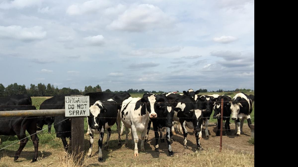 
Cows hang out Thursday under a cloudy sky in an organic pasture on Wellsford Road north of Dusty Lane in Modesto on Thursday.
