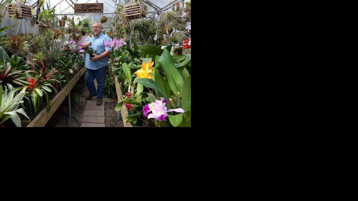 
David Snyder is pictured Friday afternoon with many plants in bloom in his home greenhouse in Modesto. The Tropical Plant Society has an upcoming show in Modesto the weekend of April 11.
