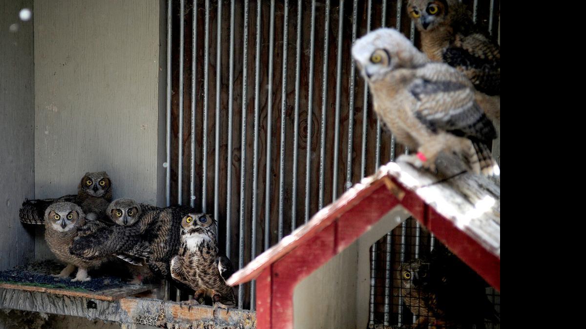 
Several great horned owls stare at a visitor while in their enclosure on Monday at the Stanislaus Wildlife Care Center on Geer Road in Hughson. The center will hold its annual Wildlife Baby Shower fundraiser Saturday.
