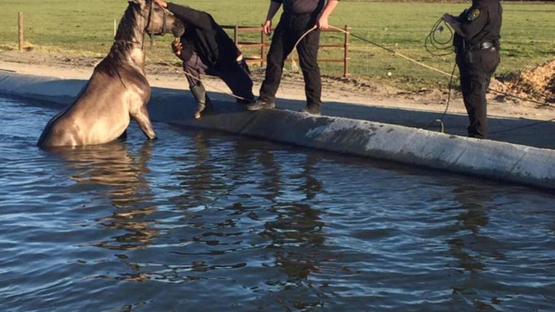 Horse rescued from Turlock Irrigation District Canal